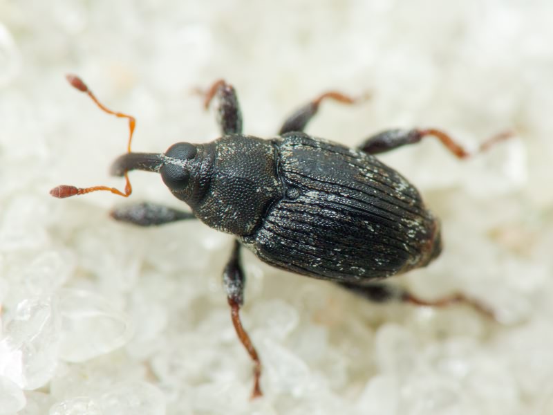 Coryssomerus capucinus (Beck, 1817)